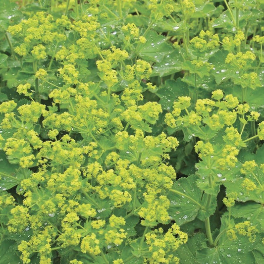 Alchemilla 'Auslesse'