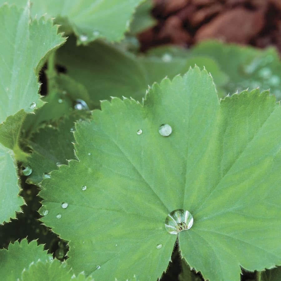 Alchemilla 'Auslesse'