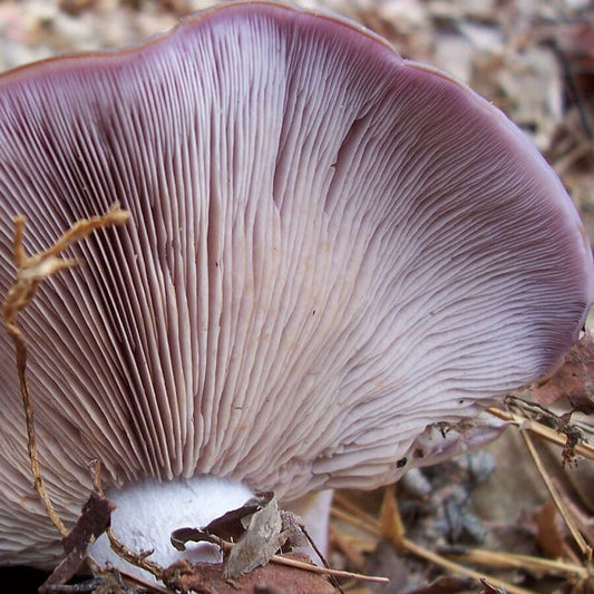 Blewit Mushroom