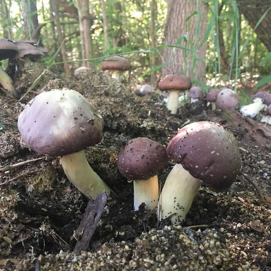 Garden Giant King Stropharia Mushroom