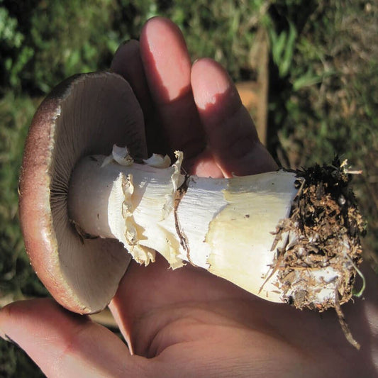 Garden Giant King Stropharia Mushroom