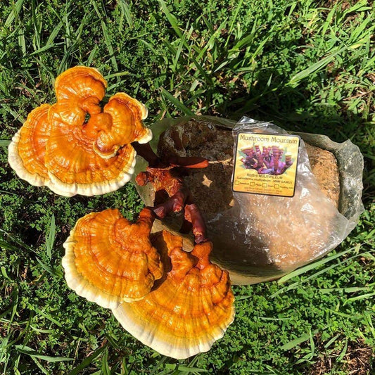 Golden Reishi Mushroom