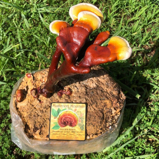 Golden Reishi Mushroom