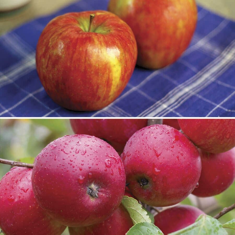 Malus Honeycrisp™ Apple Tree Kit