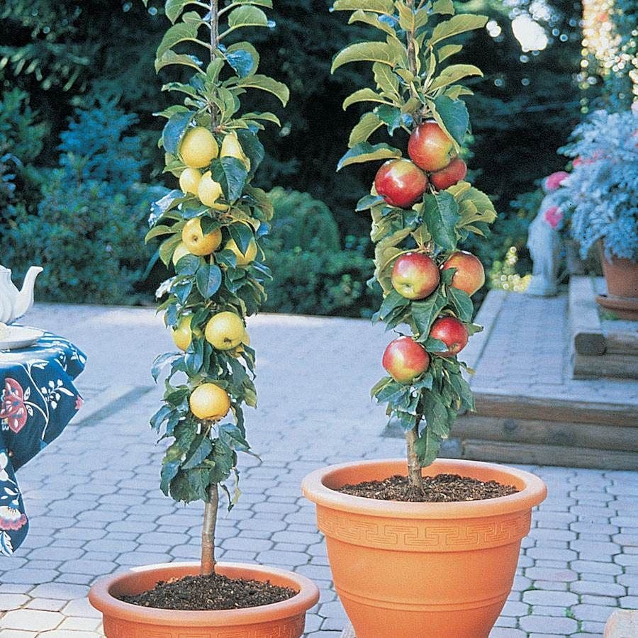 Malus Scarlet Sentinal™ and White Icicle™ Patio Apple Tree Kit