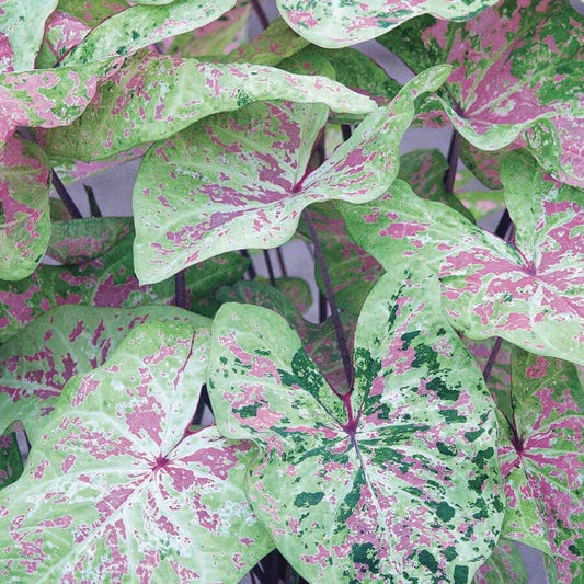 Caladium 'Sea Foam Pink' Bulbs