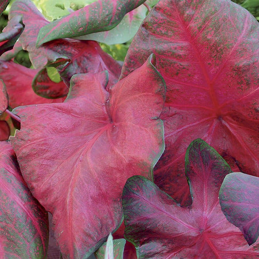 Caladium Brandywine Bulbs