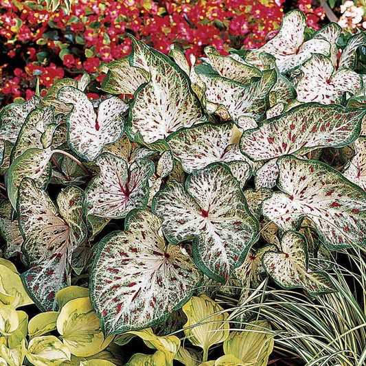 Caladium 'Gingerland' Bulbs