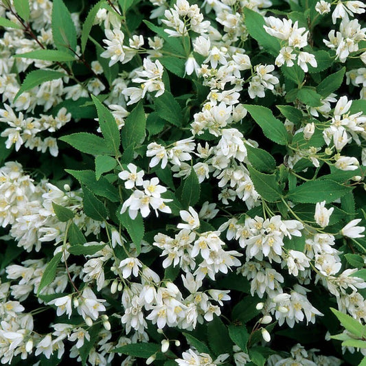 Deutzia 'Nikko'