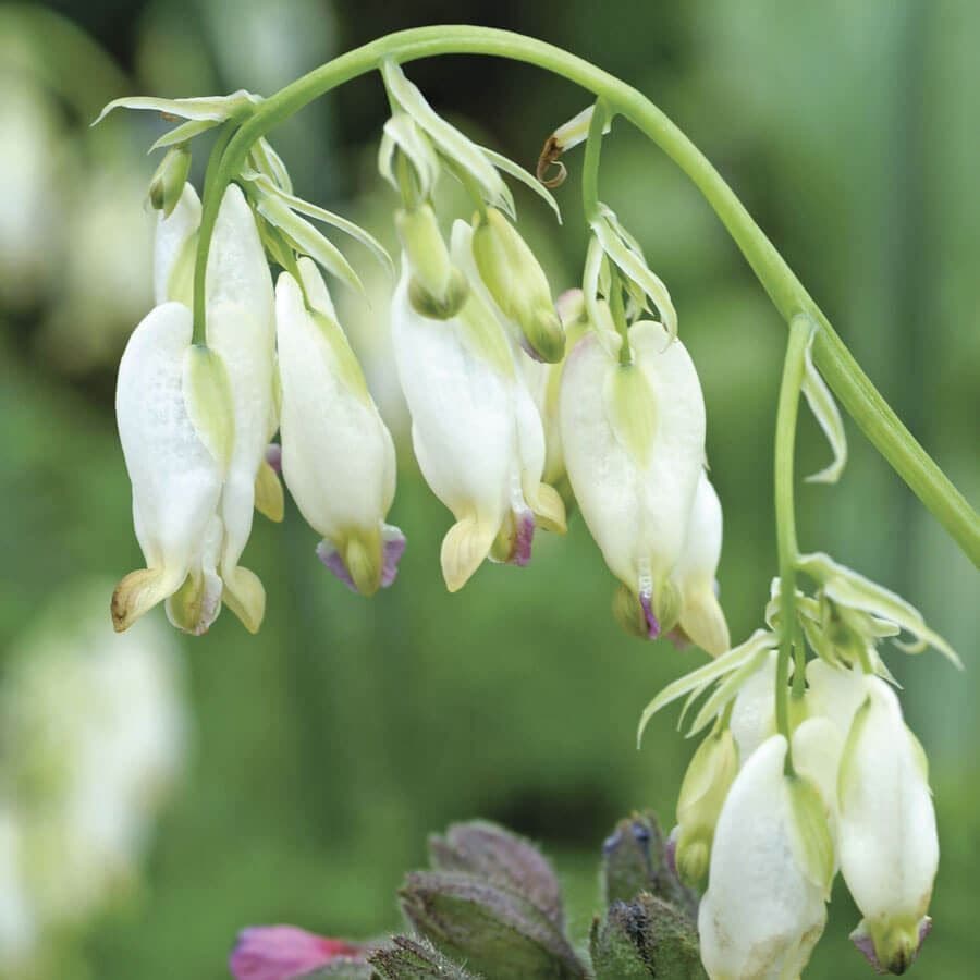 Dicentra 'Aurora'