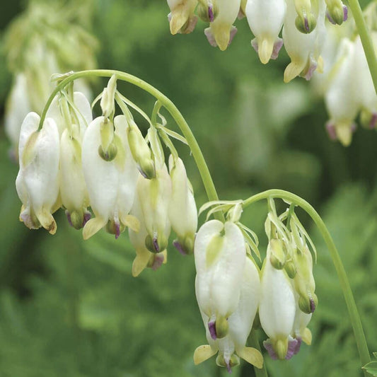 Dicentra 'Aurora'