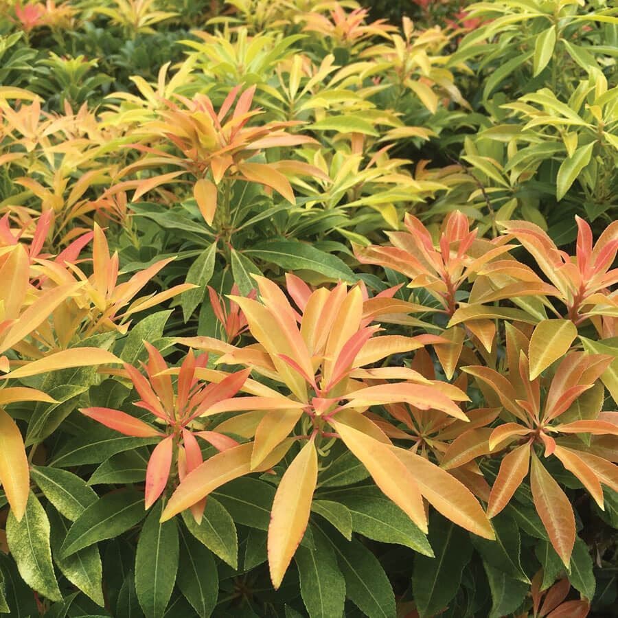 Pieris 'Forest Flame'