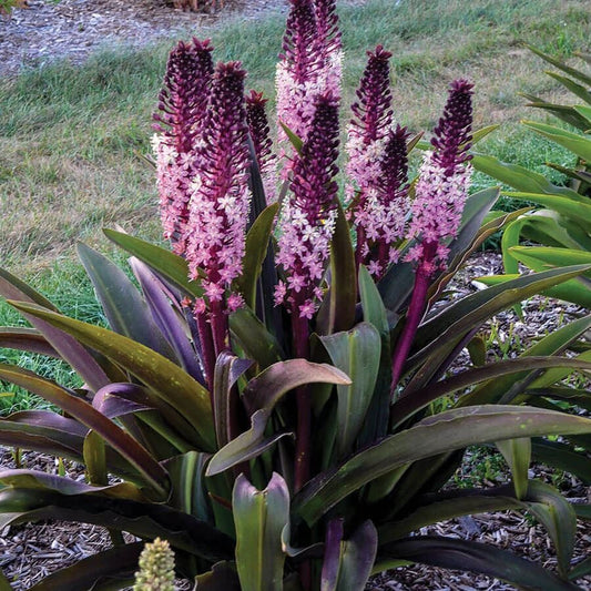 Eucomis 'Safari Adventure'