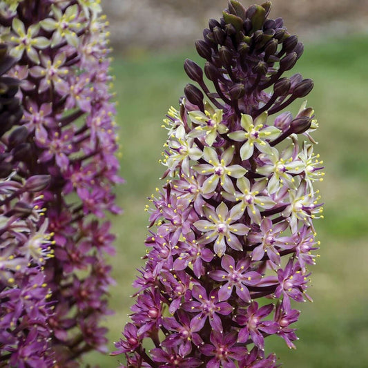 Eucomis 'Safari Adventure'