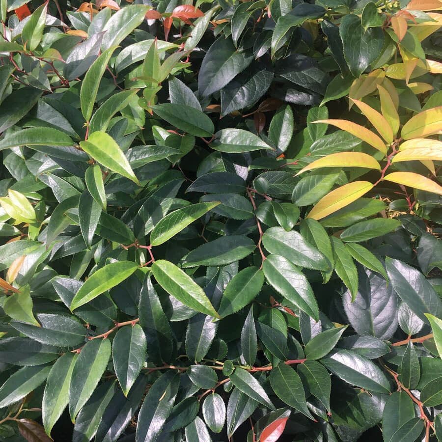Leucothoe fontanesiana