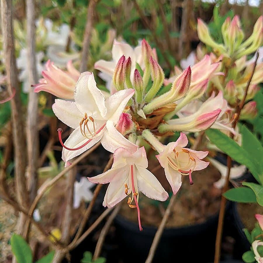Rhododendron Coastal Azalea