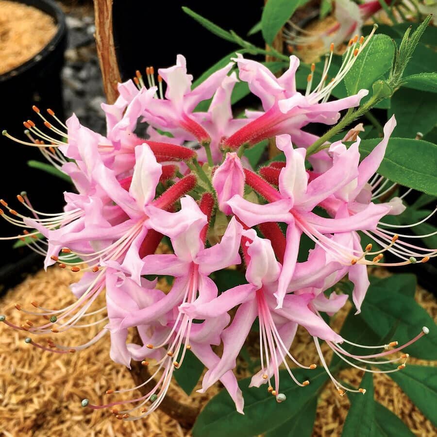 Rhododendron Pinxterbloom Azalea