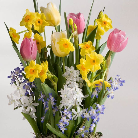 Spring Awakening Bulb Garden