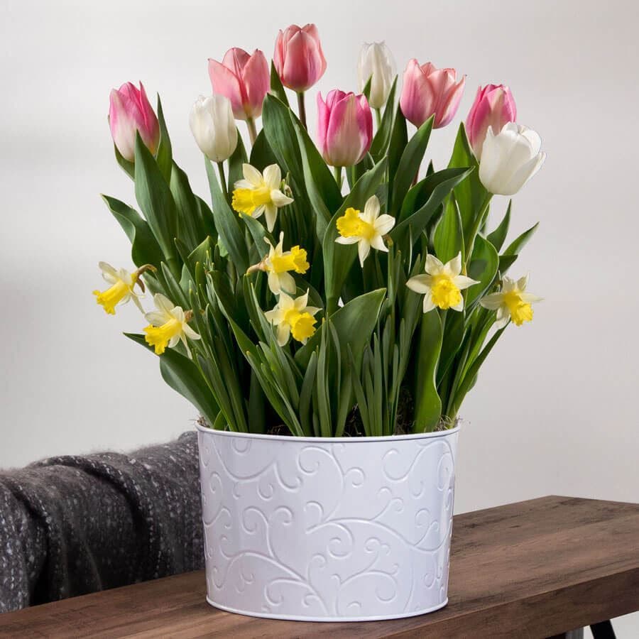 Cheerful Day Bulb Garden
