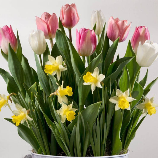 Cheerful Day Bulb Garden