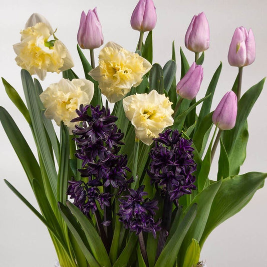 Spring Surprise Bulb Garden