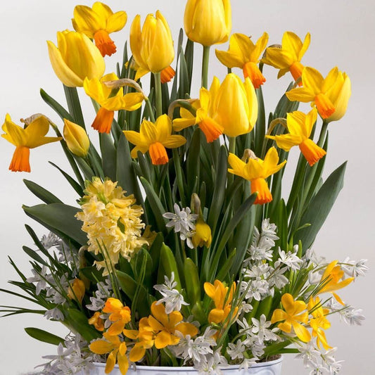 Sun Kissed Bulb Garden