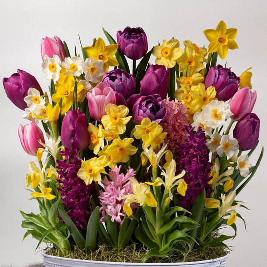 Seasons Renewal Bulb Garden