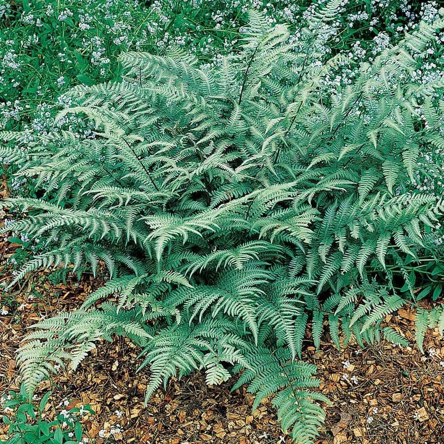 Athyrium 'Branford Beauty'