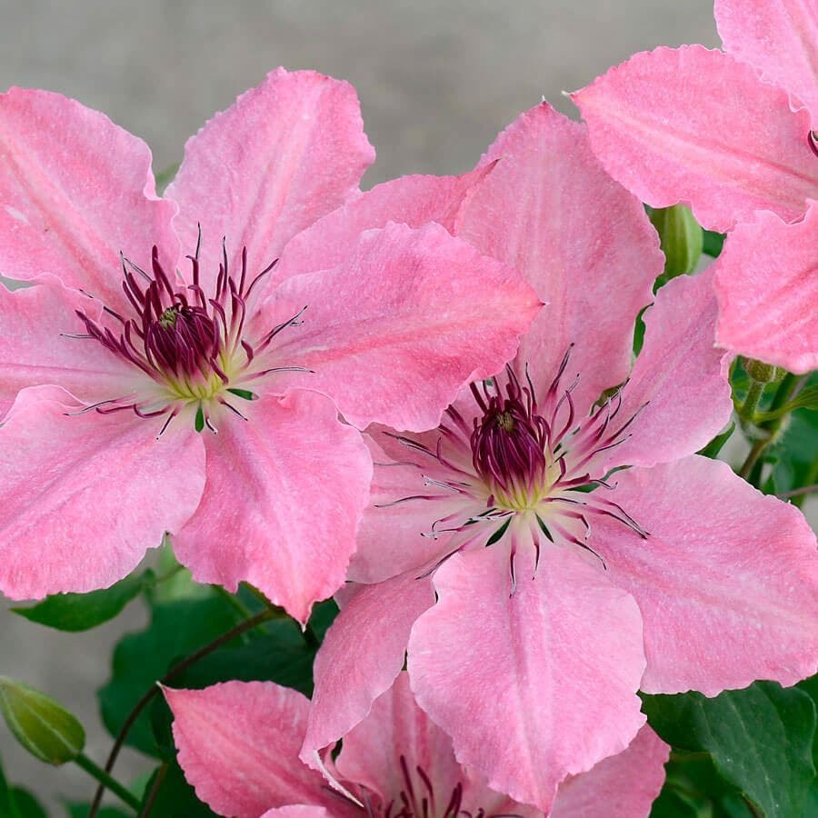 Clematis Sarah Elizabeth Bush Clematis