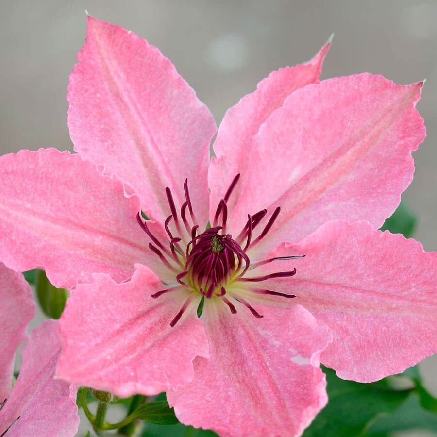 Clematis Sarah Elizabeth Bush Clematis