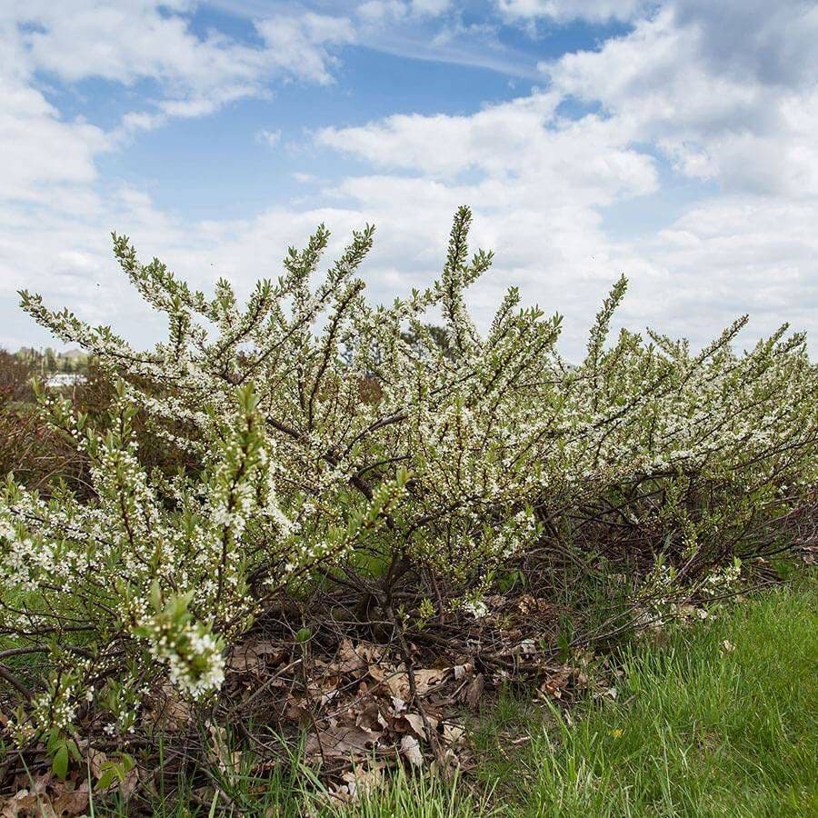 Prunus First Editions® Jade Parade™