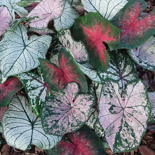 Caladium Sun Tolerant Blend Bulbs