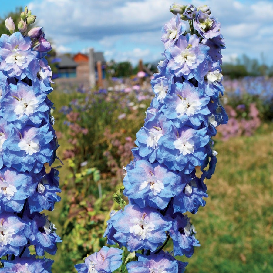 Delphinium Aurora™ Blue