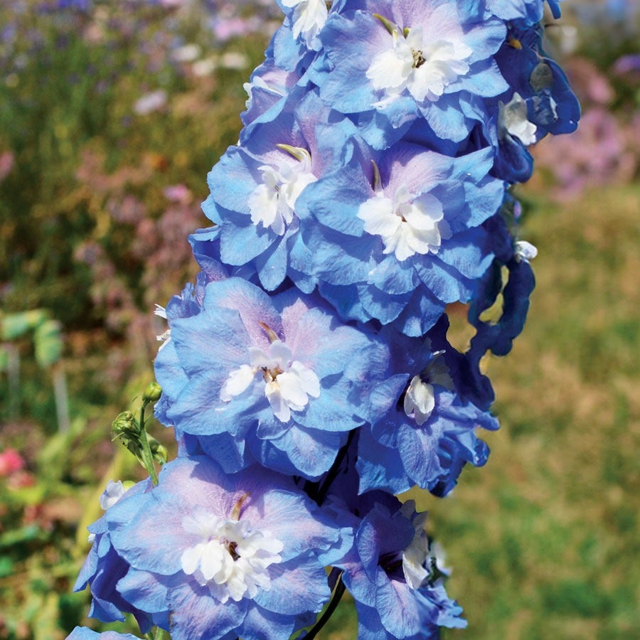 Delphinium Aurora™ Blue