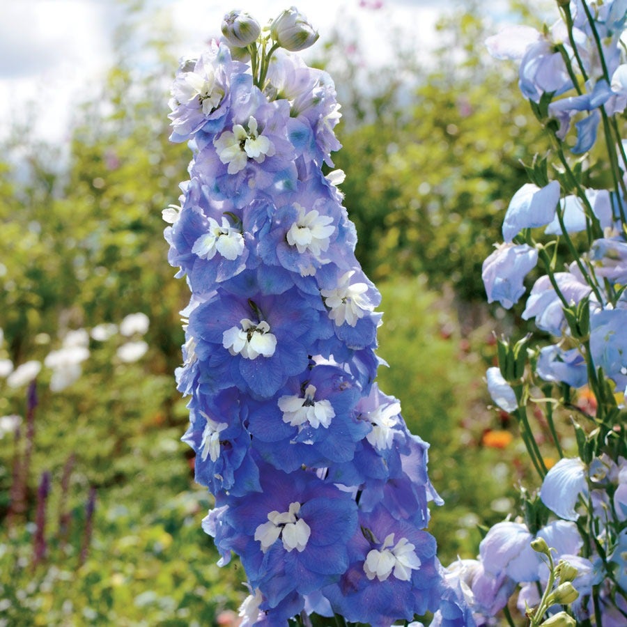 Delphinium Aurora™ Blue