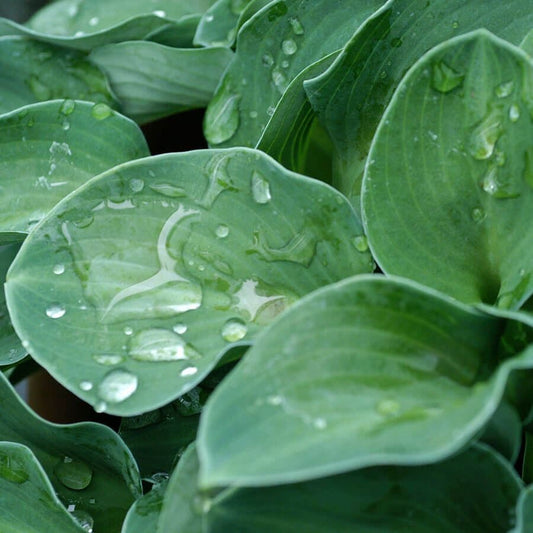 Hosta 'Blue Mouse Ears'