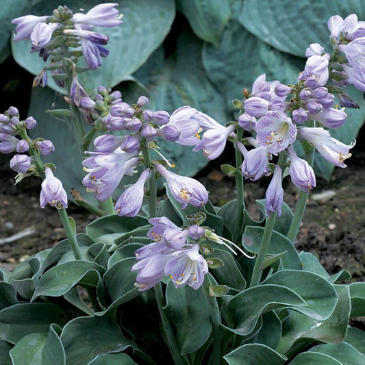 Hosta 'Blue Mouse Ears'