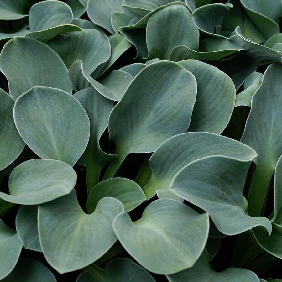 Hosta 'Blue Mouse Ears'