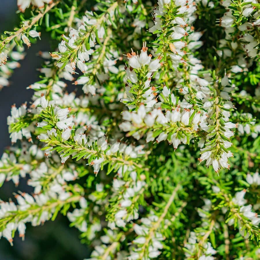 Erica 'White Perfection'