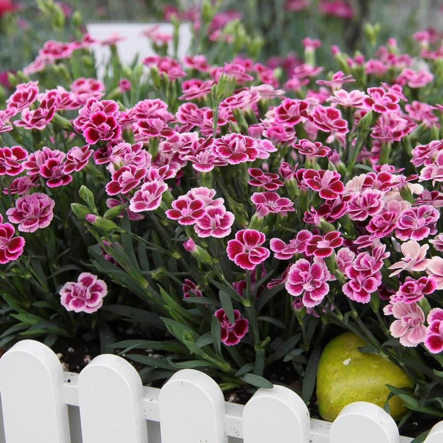 pink kisses plant indoor or outdoor Dianthus Pink Kisses®