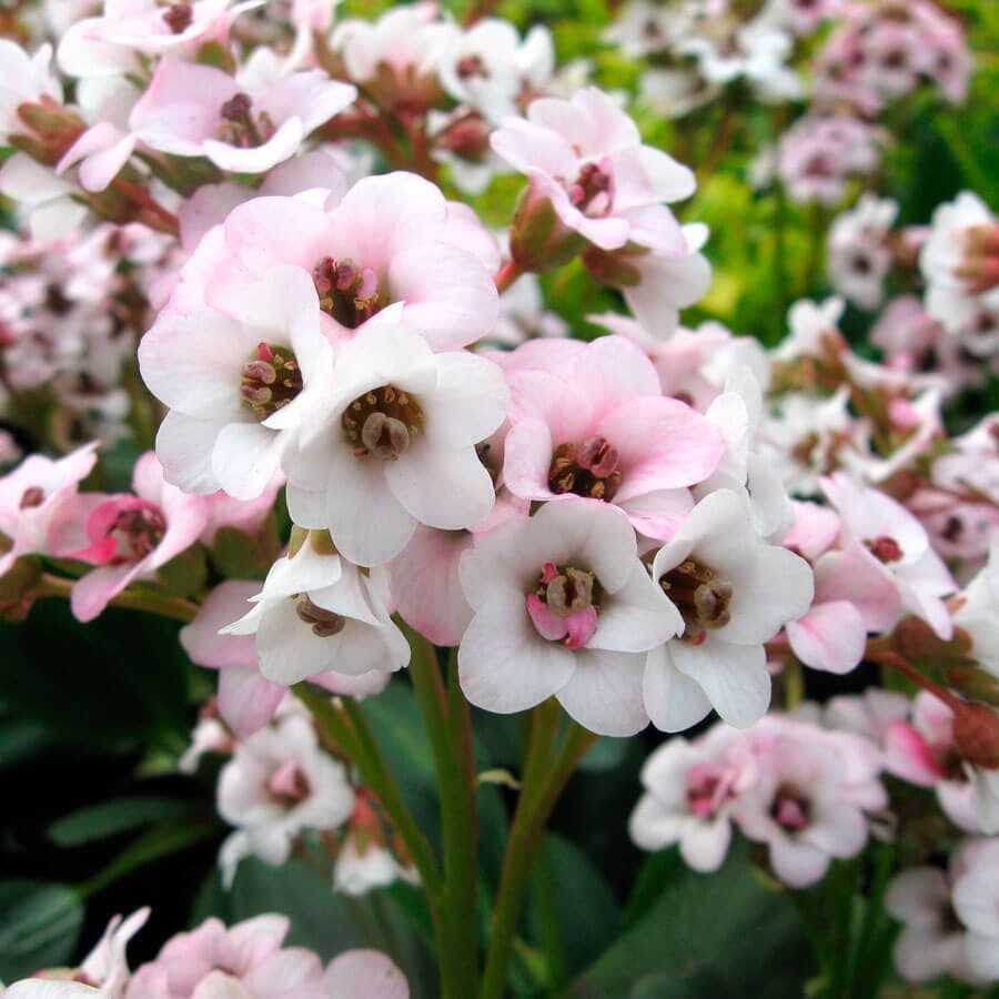 Bergenia Dragonfly™ 'Angel Kiss'