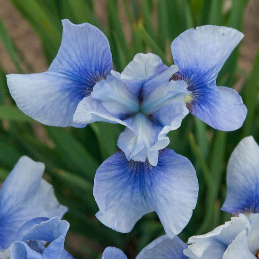 Iris 'Sky Mirror'