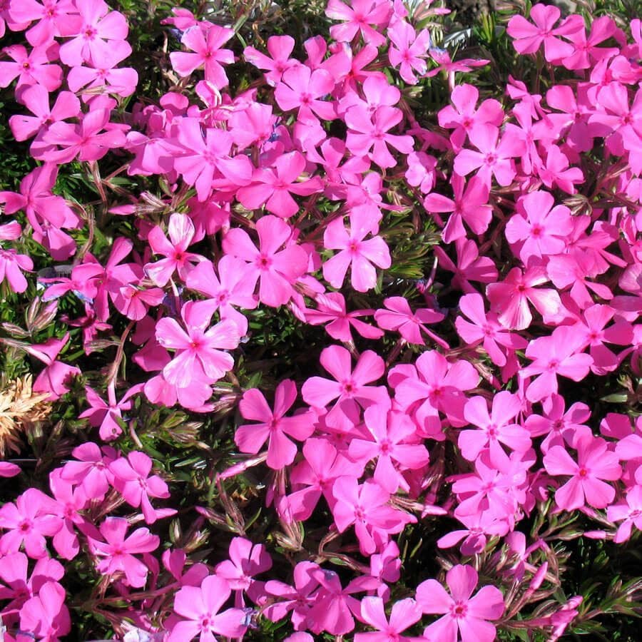 Phlox 'Drummond's Pink'