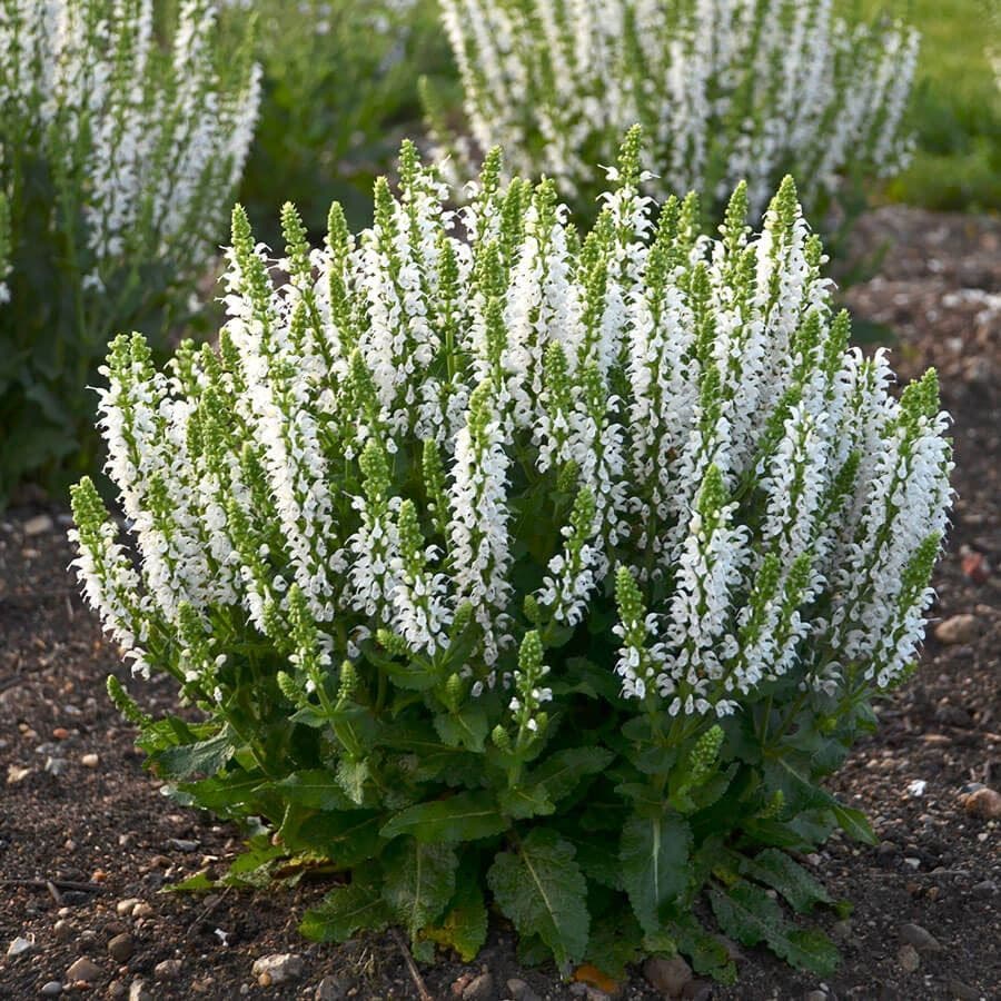 Salvia 'Bumblesnow'