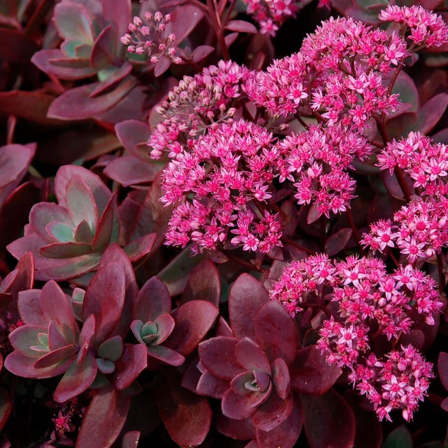 Sedum 'Firecracker'
