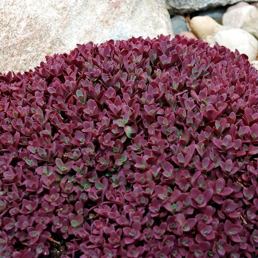Sedum 'Firecracker'