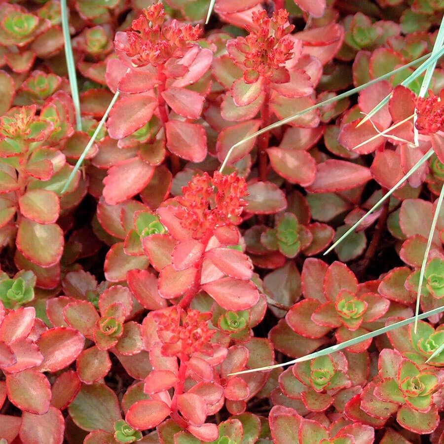 Sedum 'Fulda Glow'