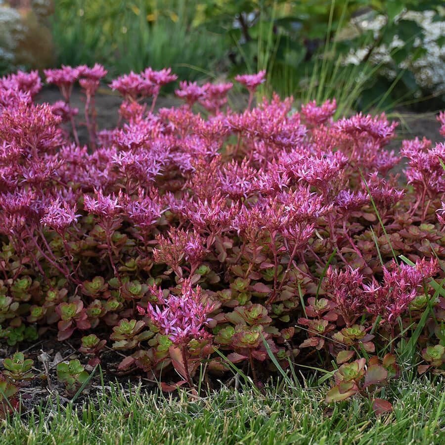 Sedum 'Fulda Glow'