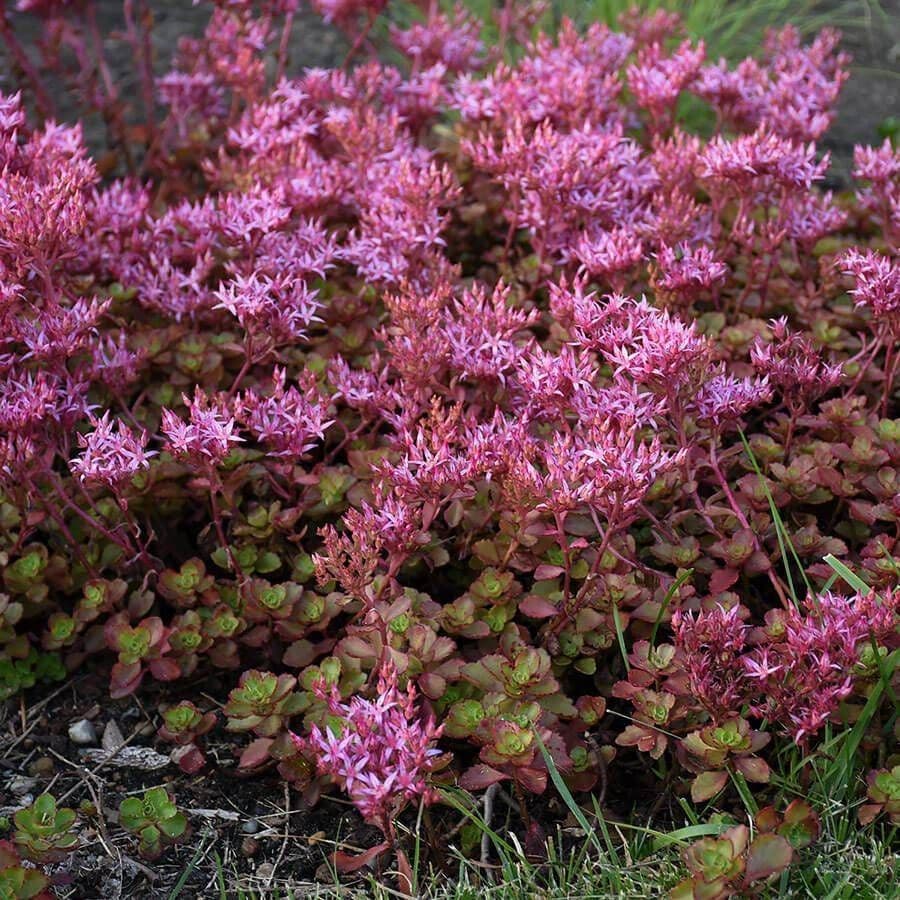 Sedum 'Fulda Glow'