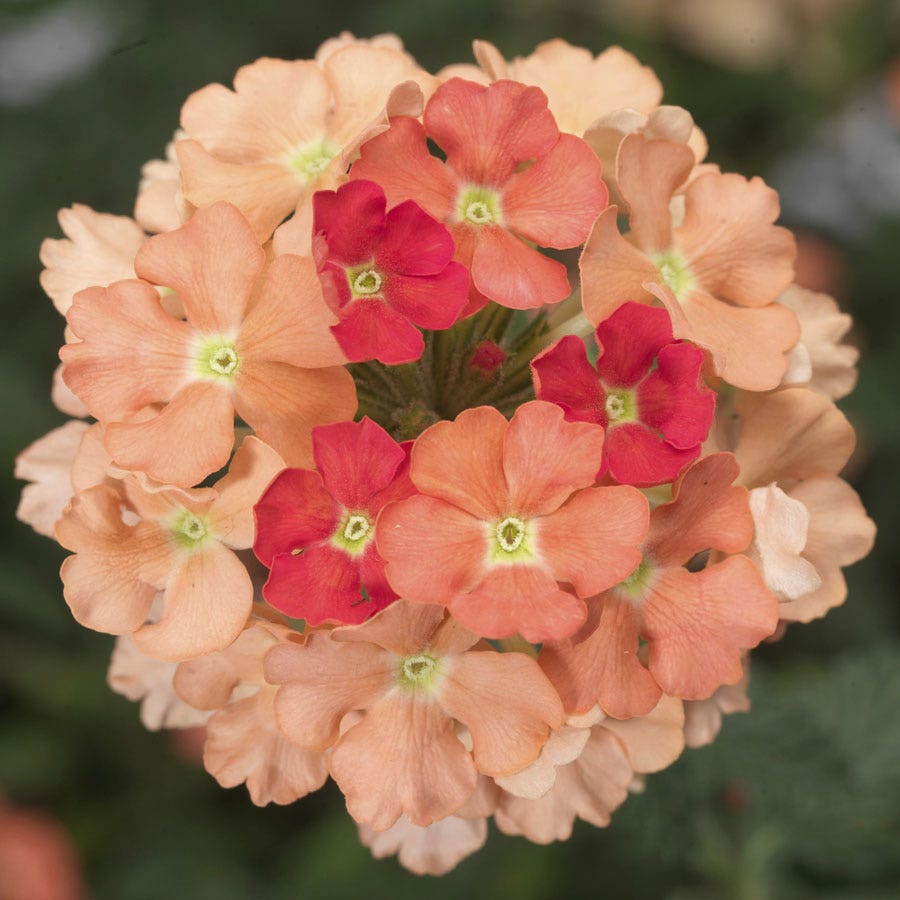 Blooming Block Kwik Kombos™ Beach Bum™ Standard Mix